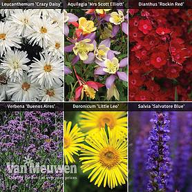 Best Perennial Collection