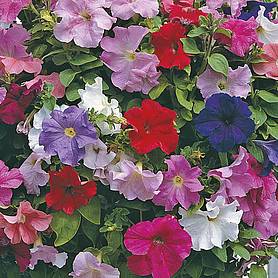 Petunia x hybrida 'Super Cascade Improved' F1 Hybrid