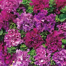 Petunia grandiflora 'Double Cascade Burgundy Plum Vein' F1 Hybrid