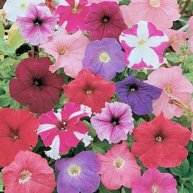 Petunia 'Rainbow Mixed' Hybrid