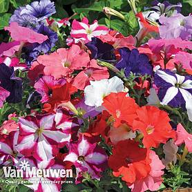 Petunia 'Frenzy Mixed' F1 Hybrid