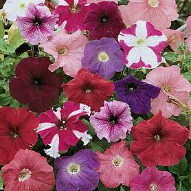 Petunia 'Colour Parade' F1 Hybrid