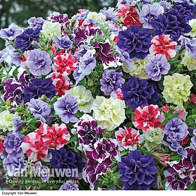 Petunia 'Frills & Spills'™ Collection