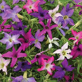 Petunia x hybrida 'Sparklers'