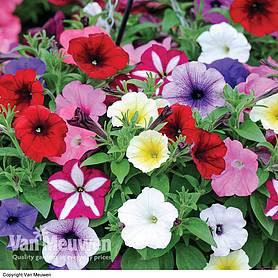 Petunia 'Easy Wave Ultimate Mixed'