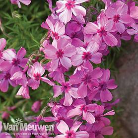 Ground Cover Plants Van Meuwen Phlox Mixed Creeping