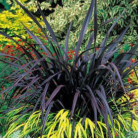 Phormium 'Black Velvet'