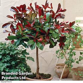 Photinia x fraseri 'Red Robin' (Patio Standard)