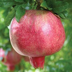 Pomegranate 'Provence'