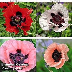 Poppy 'Oriental Collection'