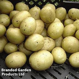 Potato Summer Maris Peer 1kg