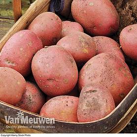 Potato 'Rooster'