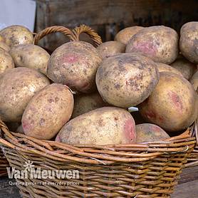 Potato 'Picasso'