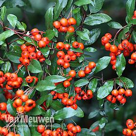 Pyracantha 'Orange Glow' (Large Plant)
