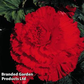 Begonia 'Prima Donna Red'