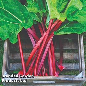 Rhubarb 'Raspberry Red' (Autumn Planting)