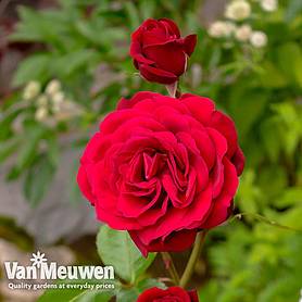 Rose 'Scented Double Red'