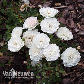 Rose 'Sea Foam' (Shrub Rose)