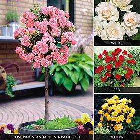 Half Standard Rose Collection (45cm stem)