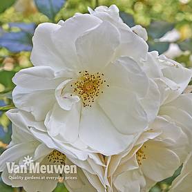Rose rugosa 'Alba' (Species Shrub Rose)