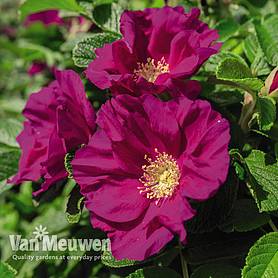 Rose rugosa 'Rubra' (Species Shrub Rose)