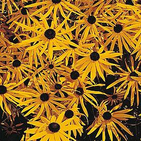 Rudbeckia fulgida 'Goldsturm'