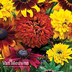 Rudbeckia 'All Sorts Mixed'