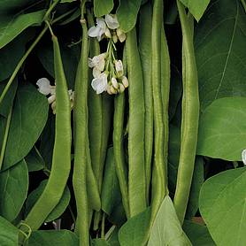 Runner Bean 'Moonlight'