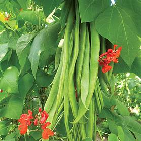 Runner Bean 'Firestorm'