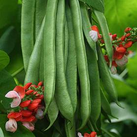 Runner Bean 'Tenderstar'