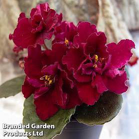 Saintpaulia 'Dibleys Kaarina'