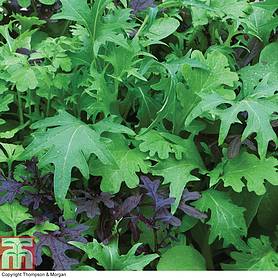 Salad Leaves 'Speedy Mix'