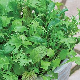 Salad Leaves 'Nice 'n' Spicy' Mixed
