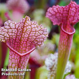 Sarracenia x stevensii