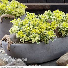 Sedum takesimense 'Atlantis'