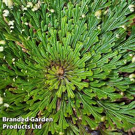 Selaginella lepidophylla (Rose of Jericho)