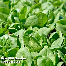 Spinach 'Santa Cruz' F1
