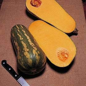 Squash 'Barbara Butternut' F1 Hybrid (Winter)