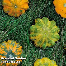 Patty Pan Squash 'Green Disc' F1