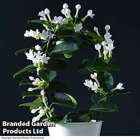 Stephanotis floribunda On A Hoop (House Plant)