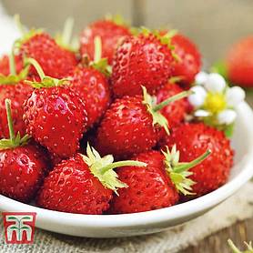 Strawberry 'Mignonette'