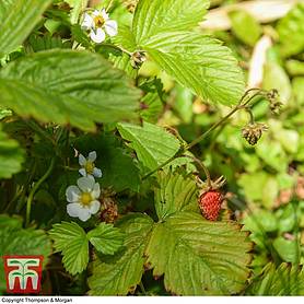 Woodland Strawberry