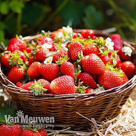 Strawberry 'Honeoye' (Early Season)