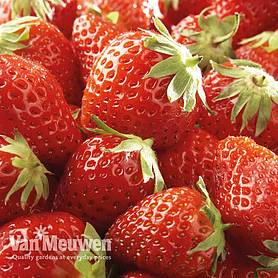 Strawberry 'Mara des Bois'