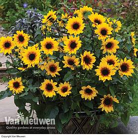 Sunflower SunBelievable™ 'Brown Eyed Girl'