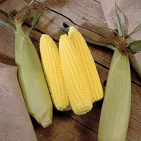 Sweetcorn 'Swift' F1 Hybrid