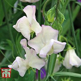 Sweet Pea 'High Scent'