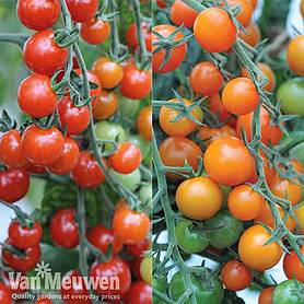 Sweetest Tomato Duo
