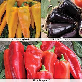 Sweet Pepper 'Tasty Mix All Season'