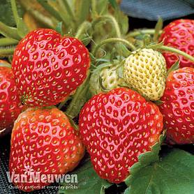 Strawberry 'Honeoye' (Early Season)